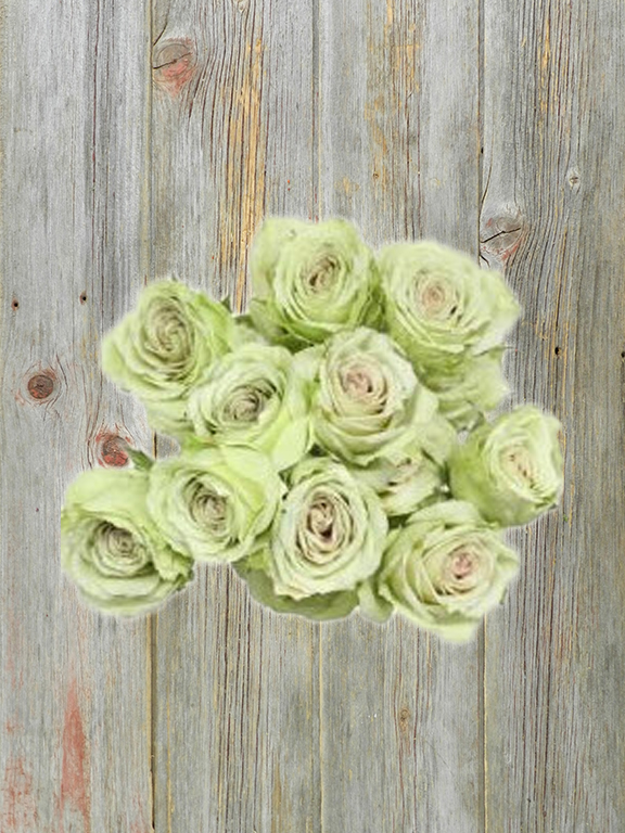 GREEN ROSEVER  GREEN SPRAY ROSE